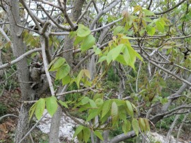 봄나물의 제왕 청양산 옻순나물 인기