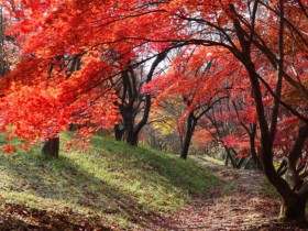 금강수목원, 절정의 가을빛 만끽하세요