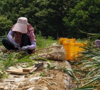 홍성군 대표 농산물 ‘홍성마늘’ 첫 수확