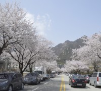 ‘계룡산 벚꽃문화 페스티벌’ 성료…35만명 벚꽃놀이 즐겨