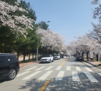 아산시, ‘아트밸리 아산 제2회 아산온천 벚꽃축제’ 여흥 이어져