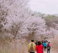 금산 보곡산골 산벚꽃축제, 이달 13일 개최