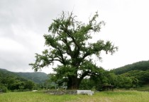 1500년 주암리 천연기념물 은행나무 돌본다