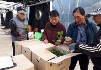 예산군, 2017년산 딸기 조직배양 우량묘 분양