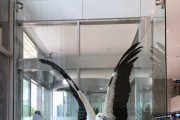 예산군청사 로비에 전시된 황새 한 쌍 사진(천황이, 백황이)