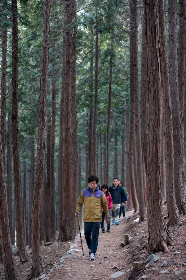 성주산 자연휴양림 내 편백나무숲