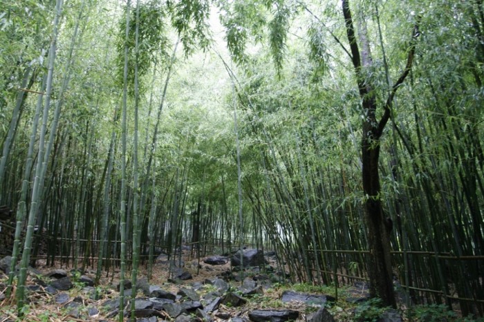 오서산 자연휴양림 내 대나무숲