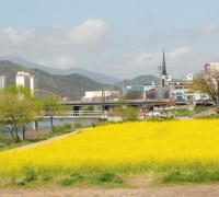 [포토] 보령시, 주요 도로변 봄꽃 내음 한가득