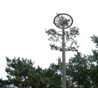 태안군, 천연기념물 황새 가족 위한 인공둥지탑 설치 ‘관심’