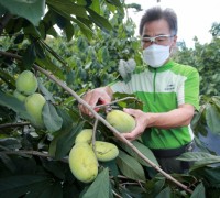 태안군, ‘천연 항암제’ 포포나무 열매 본격 수확