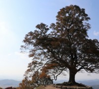 부여군, ‘가림성 느티나무’ 천연기념물 지정 기념식. 문화재청과 10일 개최